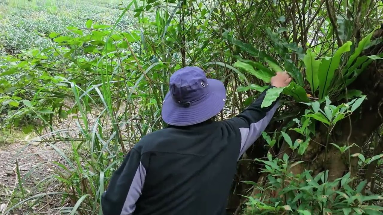 茄苳潭
