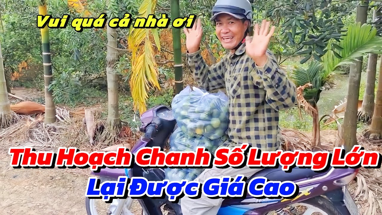 Cười Tít Mắt Khi Lần Đầu Út Cường Thu Hoạch Được Rất Nhiều Chanh Lại Bán Được Giá Cao 