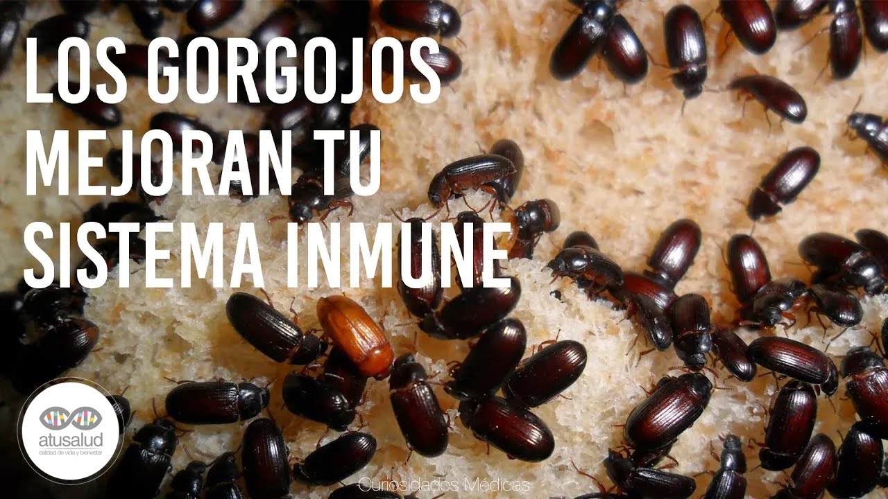 &iquest;Los Gorgojos Mejoran tu Sistema Inmunol&oacute;gico? | Curiosidades M&eacute;dicas