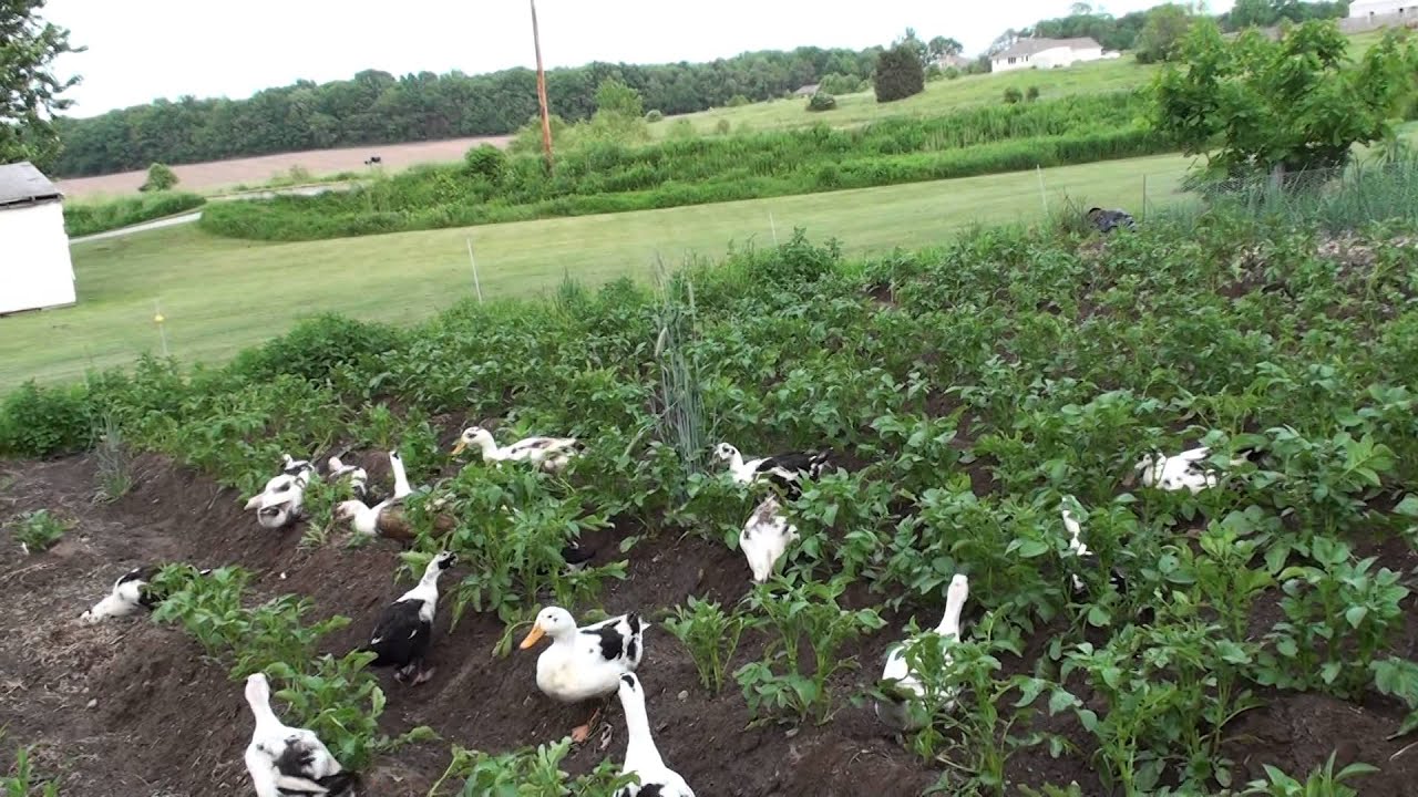 Ancona ducks in garden