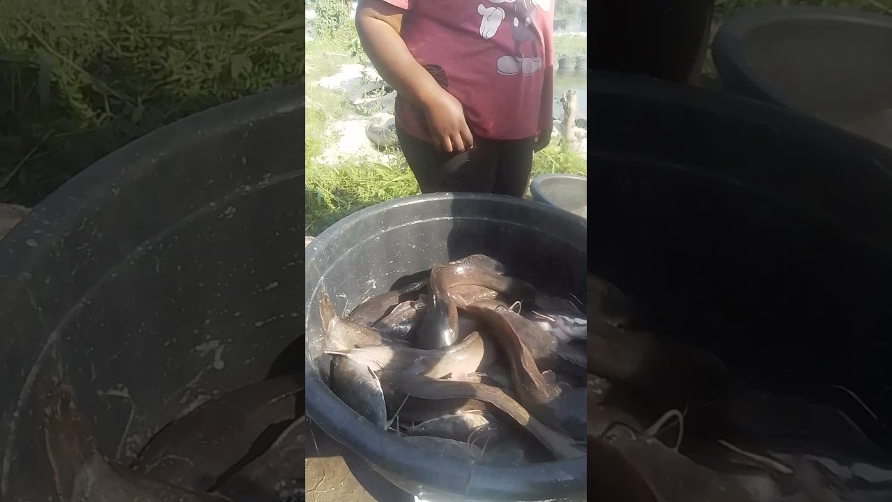 The Process of Selling Catfish