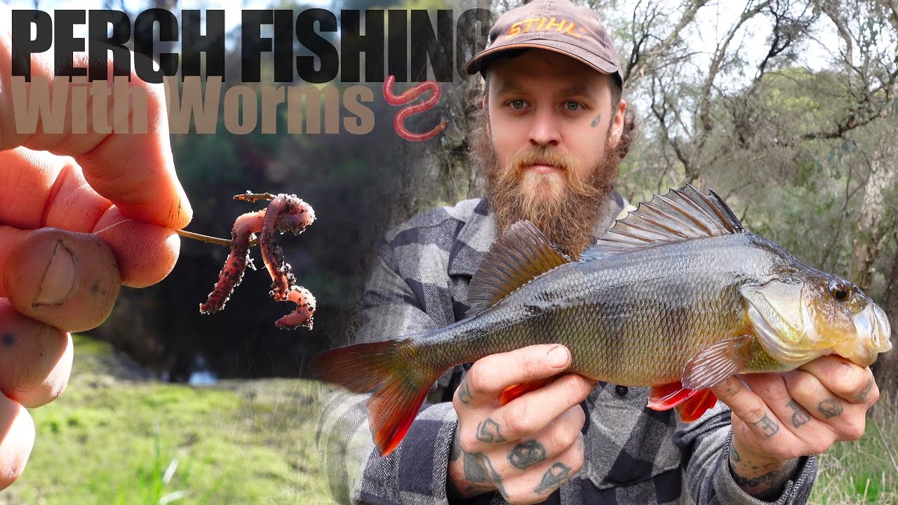 Perch Fishing With Worms 🪱 | Bait Fishing Redfin
