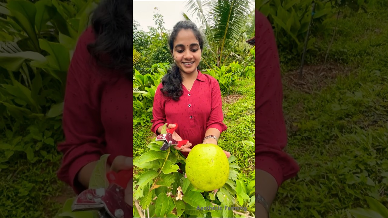 VNR Bihi Guava in Kerala | 1kg fruit from 1 year old plant | Malayalam