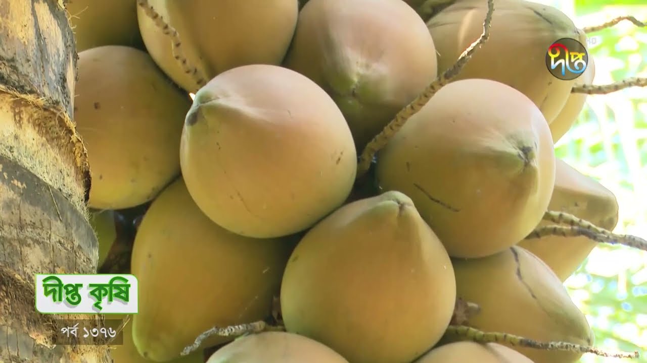 DEEPTO KRISHI | বাংলাদেশের সবচেয়ে বড় খাটো জাতের নারিকেল বাগান!  | Deepto TV