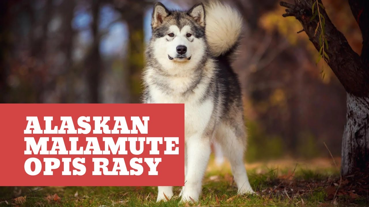 Alaskan Malamute – opis rasy i charakterystyka
