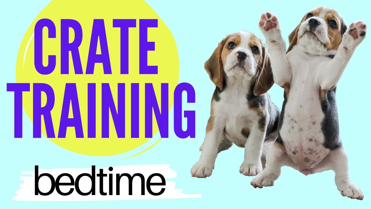 How to Crate Train a Puppy at Night - Puppy Crate Training