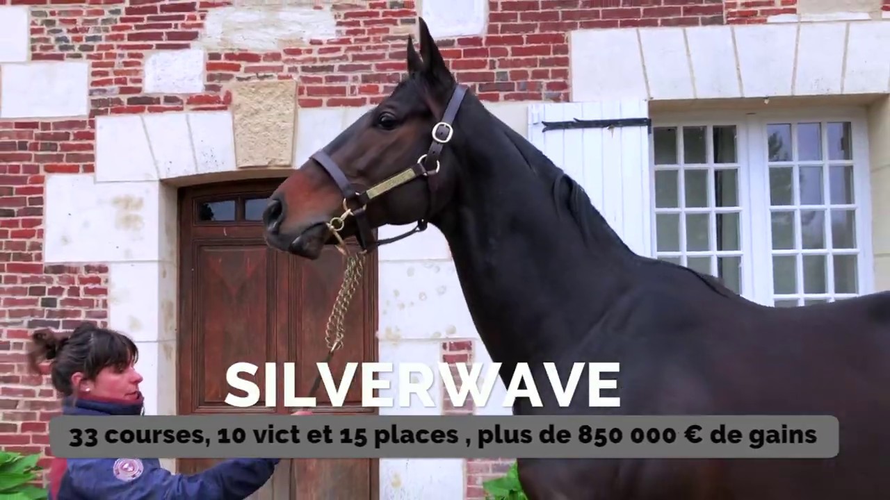 Silverwave, étalon débutant en 2020 au Haras de la Croix Sonnet