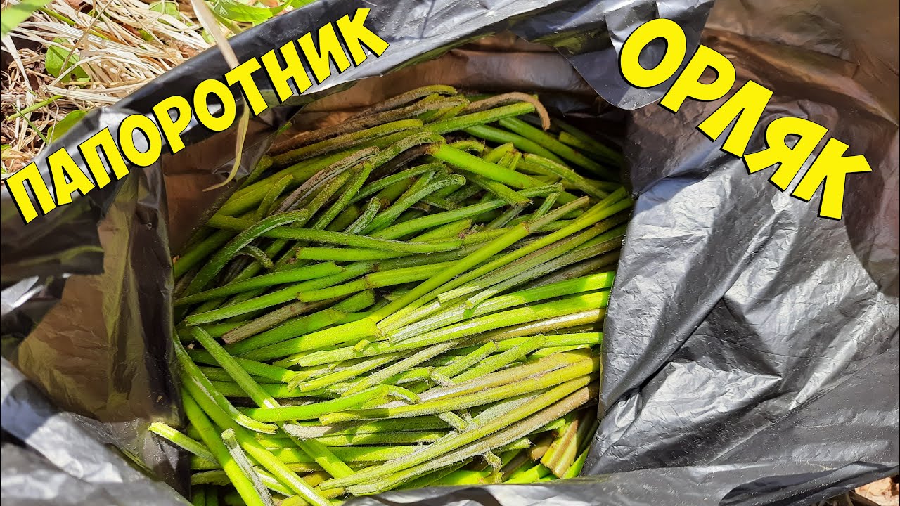 Сбор папоротника Орляк! Тонкости и секреты. Сахалин