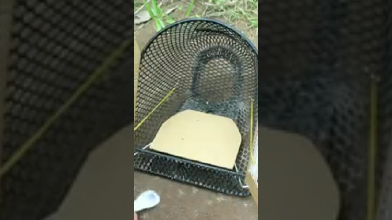 Creative🧺🦜 Easy Parrot Bird Trap 😱🦜- Unique Bird Traps😱🪤🦜 Using Motorcycle Basket 🧺🪤