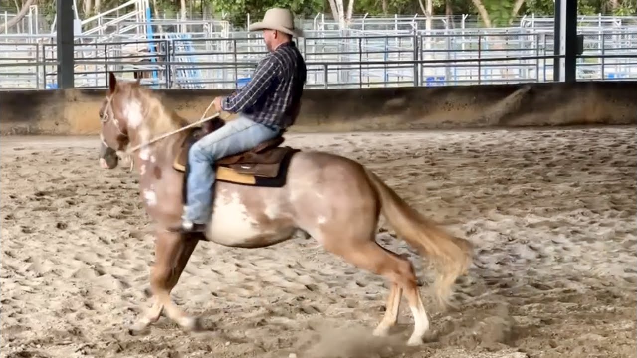 A Horse's 2nd ride in a bosal   Gino's Journey Day 9 full length   HD 1080p