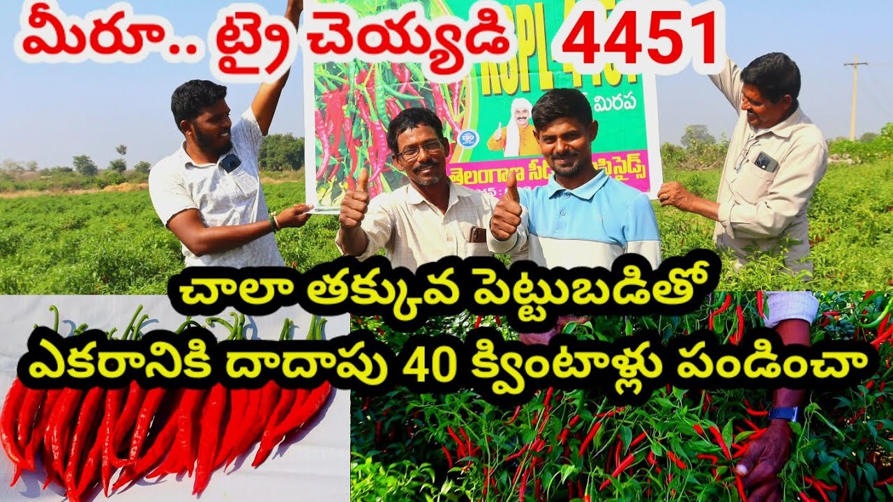 చాలా తక్కువ పెట్టుబడితో దాదాపు 40 క్వింటాళ్లు పండించా|Mirapa sagu telugu|Mirchi seed|telugu agritech