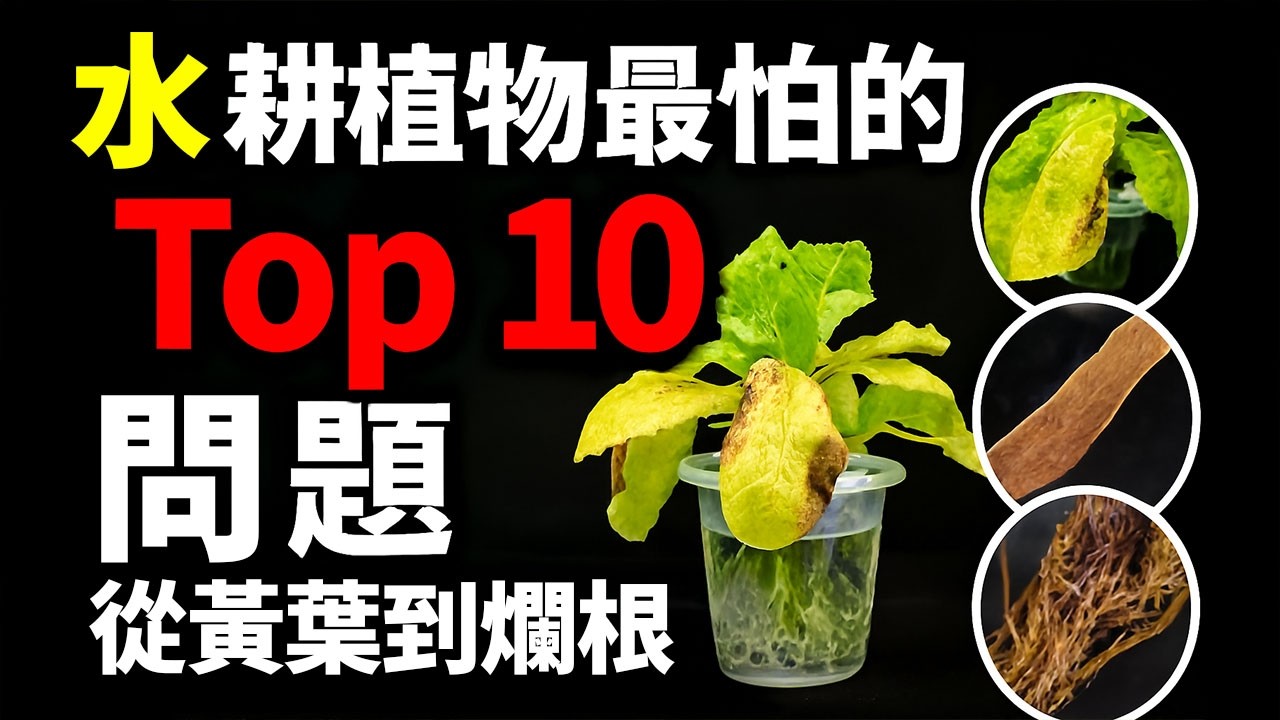 水耕植物最怕的Top 10問題，從黃葉到爛根，這樣解決就能長得漂亮