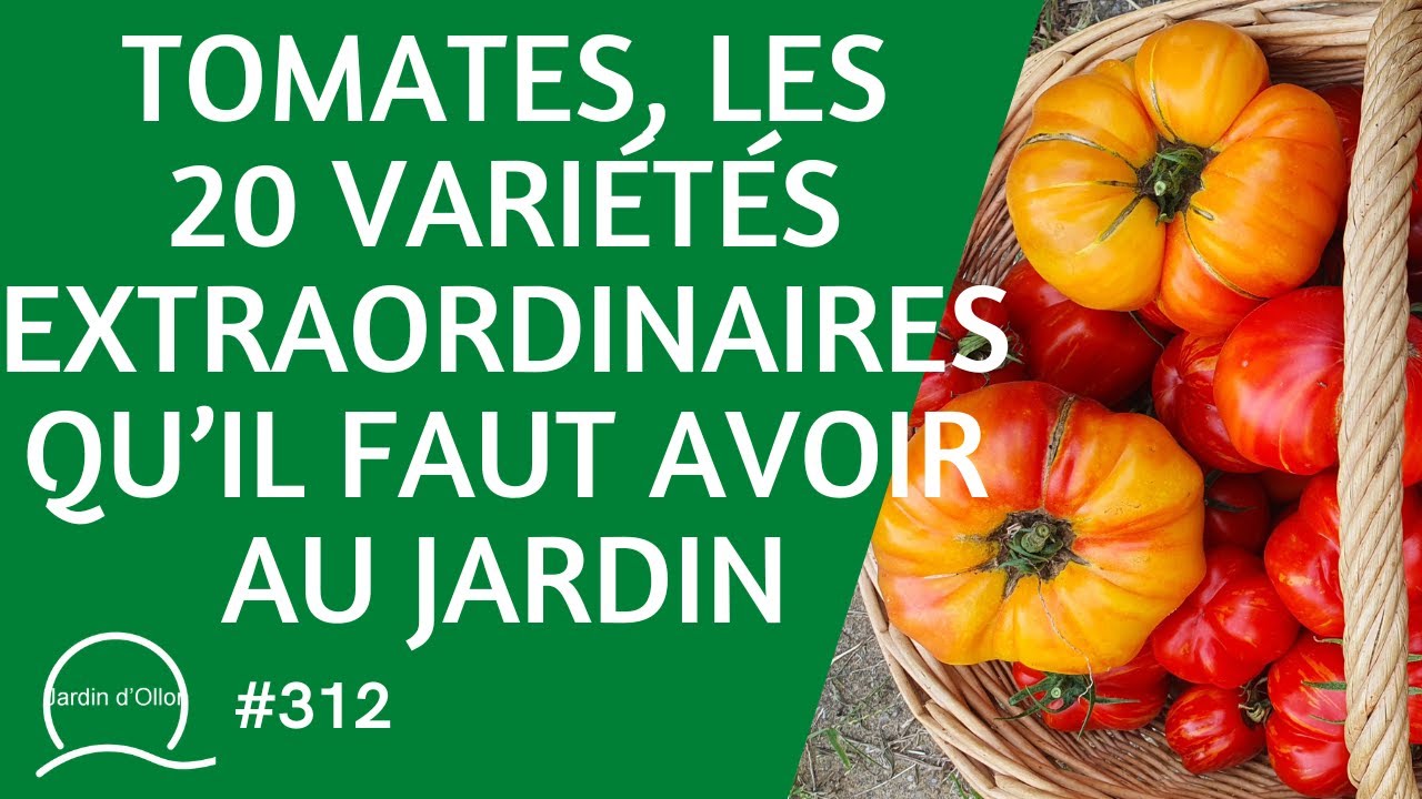 #312-Tomates, les 20 variétés extraordinaires qu'il faut avoir au jardin