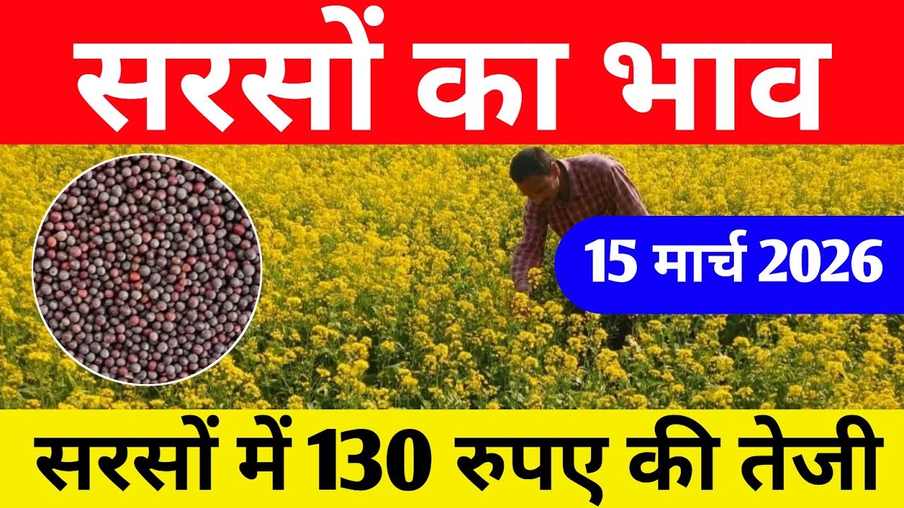 सरसों का भाव 15 मार्च 2026,sarso ka aaj ka bhav,sarso rate today,sarso ka taza bhav,sarso ka bhav