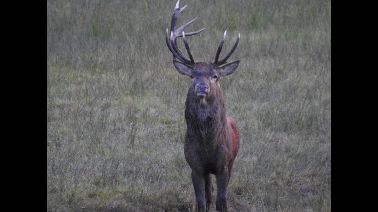 Rykowisko ADREANALINA 200% Hirschbrunft Brame du Cerf Red Deer Rut 2016 nr16