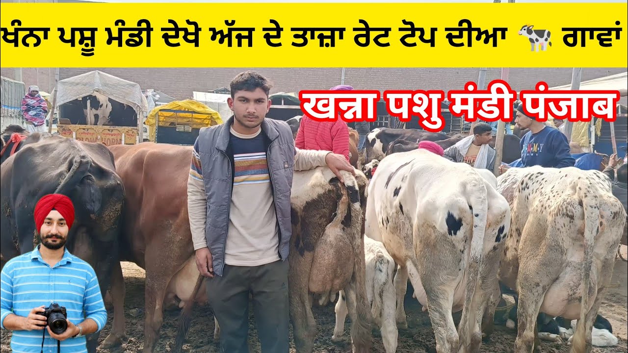 28-1-2026 | Cow Buffalo Business | Khanna Pashu Mandi Punjab | Aaj Ka Rate #cow #dairyfarming 