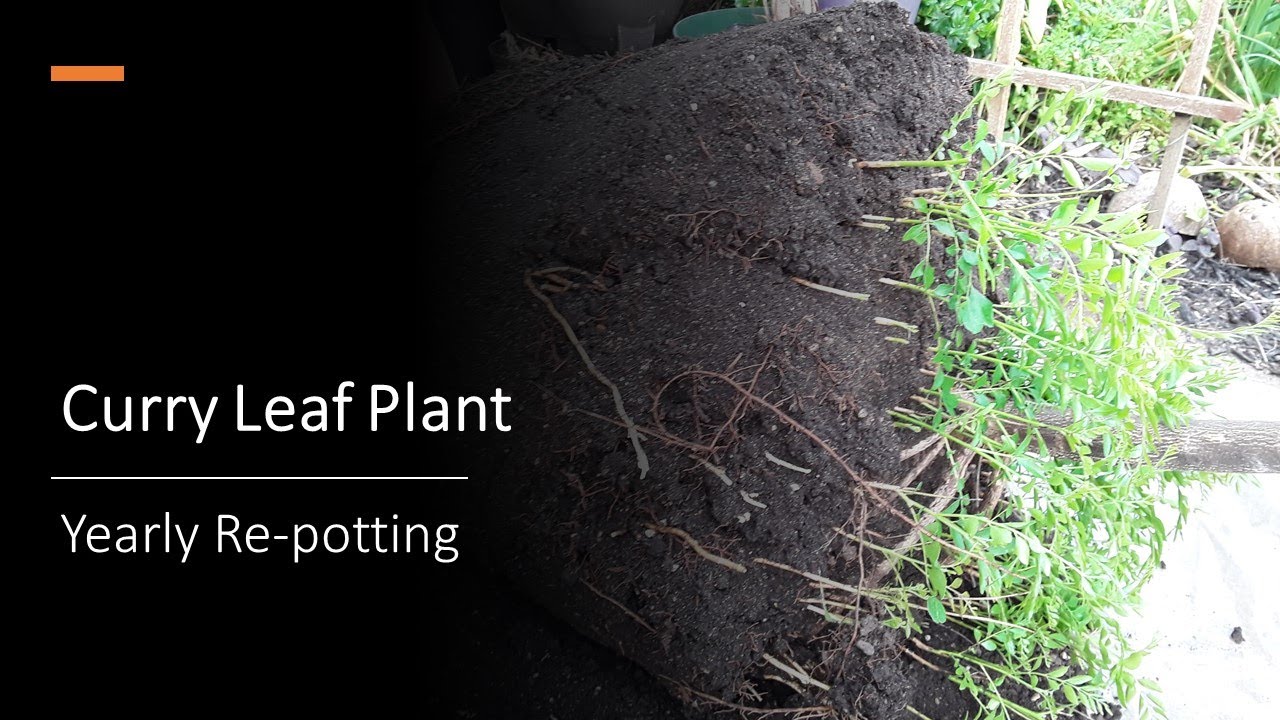 Curry Leaf Plant: Yearly Re-potting