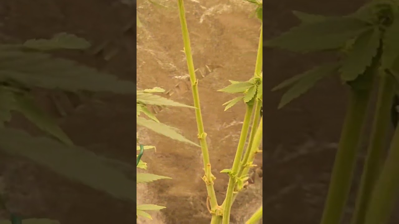 Grow weed easy at home. Growing for COLAS!!! 🪴 🪴 🪴