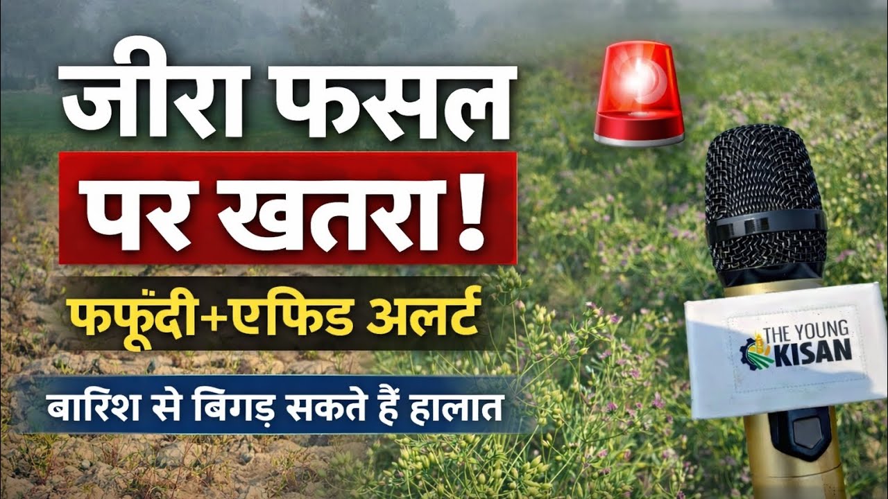 राजस्थान में जीरा पर संकट! | फफूंदी–एफिड का हमला | Ground Report | the young kisan 