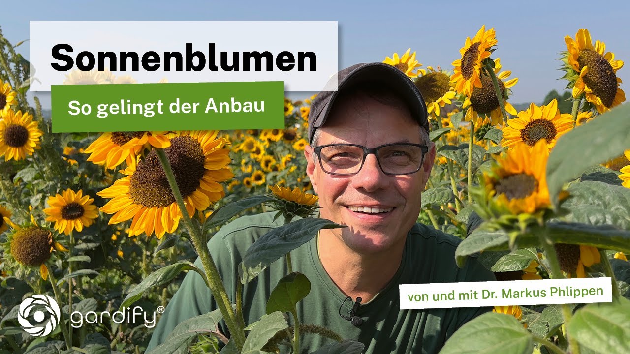 Sonnenblumen richtig anbauen: Wie lange dauert es bis zur Blüte und welcher Boden ist geeignet?