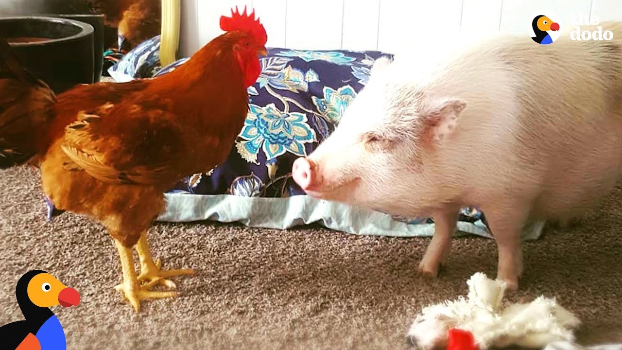 Rescue Pig And His Family Are Saving So Many Animals | The Dodo