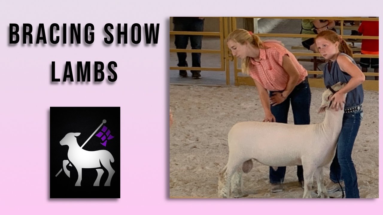 Bracing Show Lambs | With Pro Demonstrations