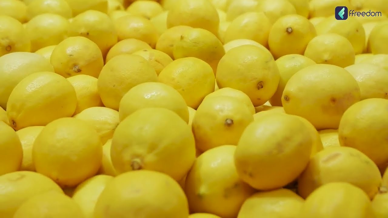 A Beginner's Guide for Lemon Farming | Lemon Farming Techniques in Tamil | Natalia