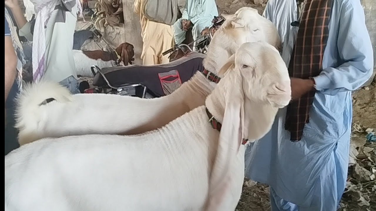 Lalukhaith Bakra Mandi Latest 15-03-26  Update 🥰😍🐐🐏💥🌏🇵🇰💯