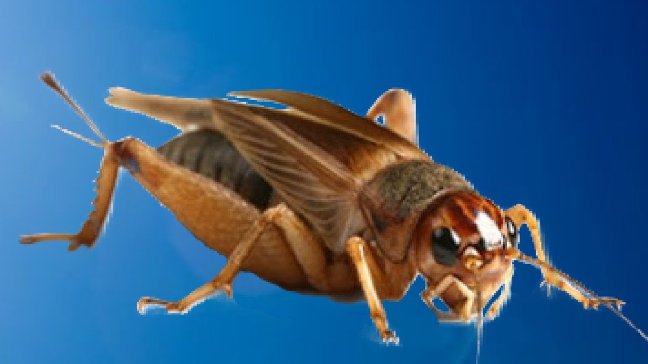 Sonido de Grillo 🦗🎶