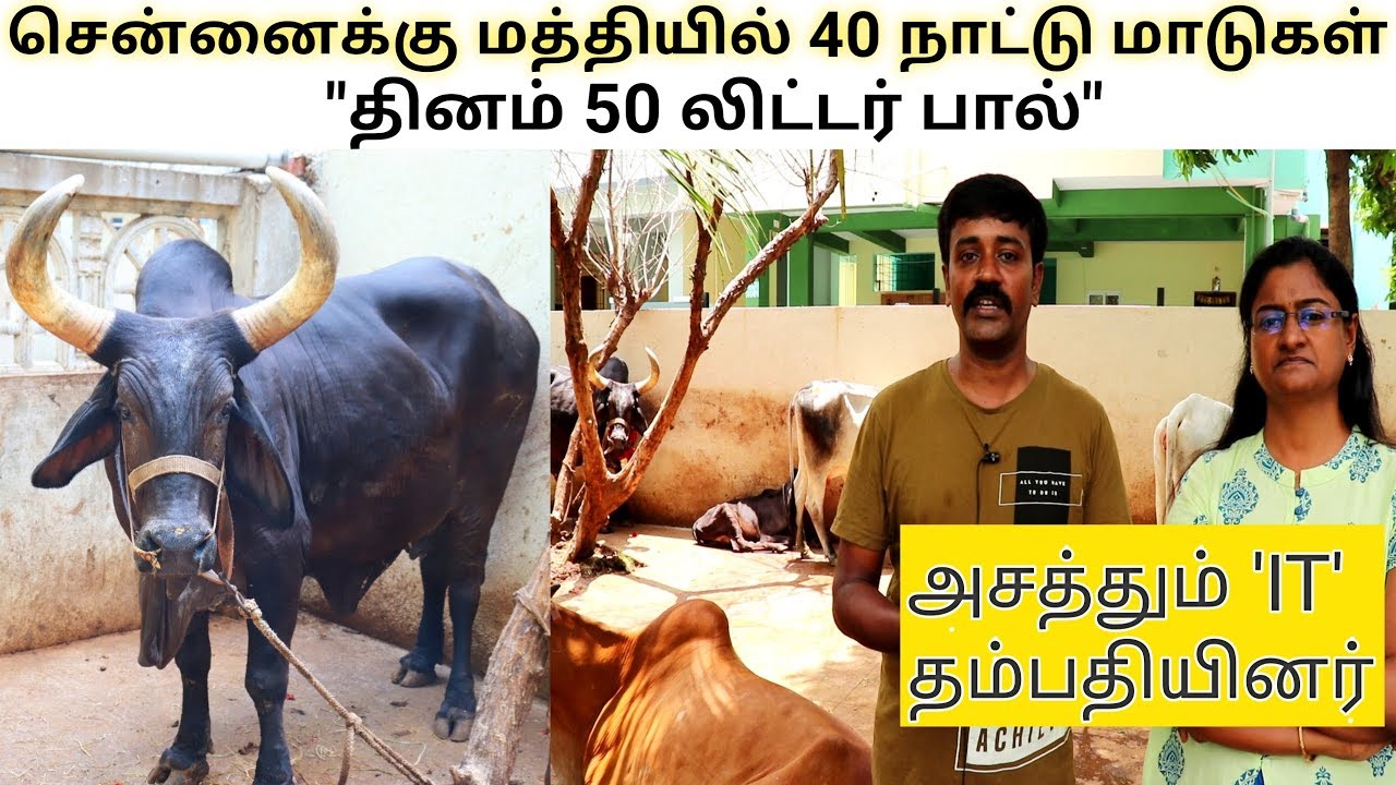 சென்னைக்கு நடுவில் நாட்டு மாட்டுப்பண்ணை, தினம் 50 லி பால் - A2 Cow farm by IT Couple