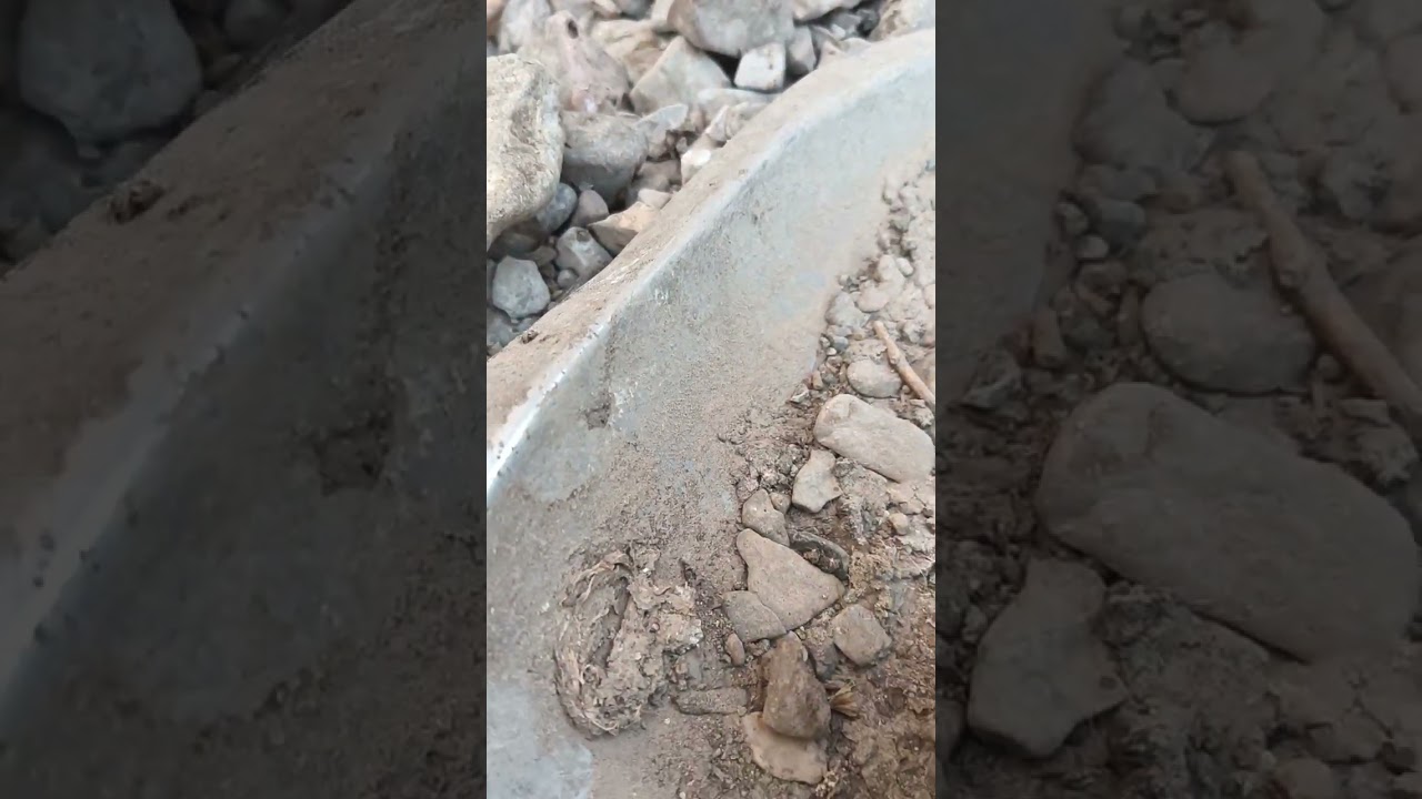 دجاج المعلم الصغير اول فيديو