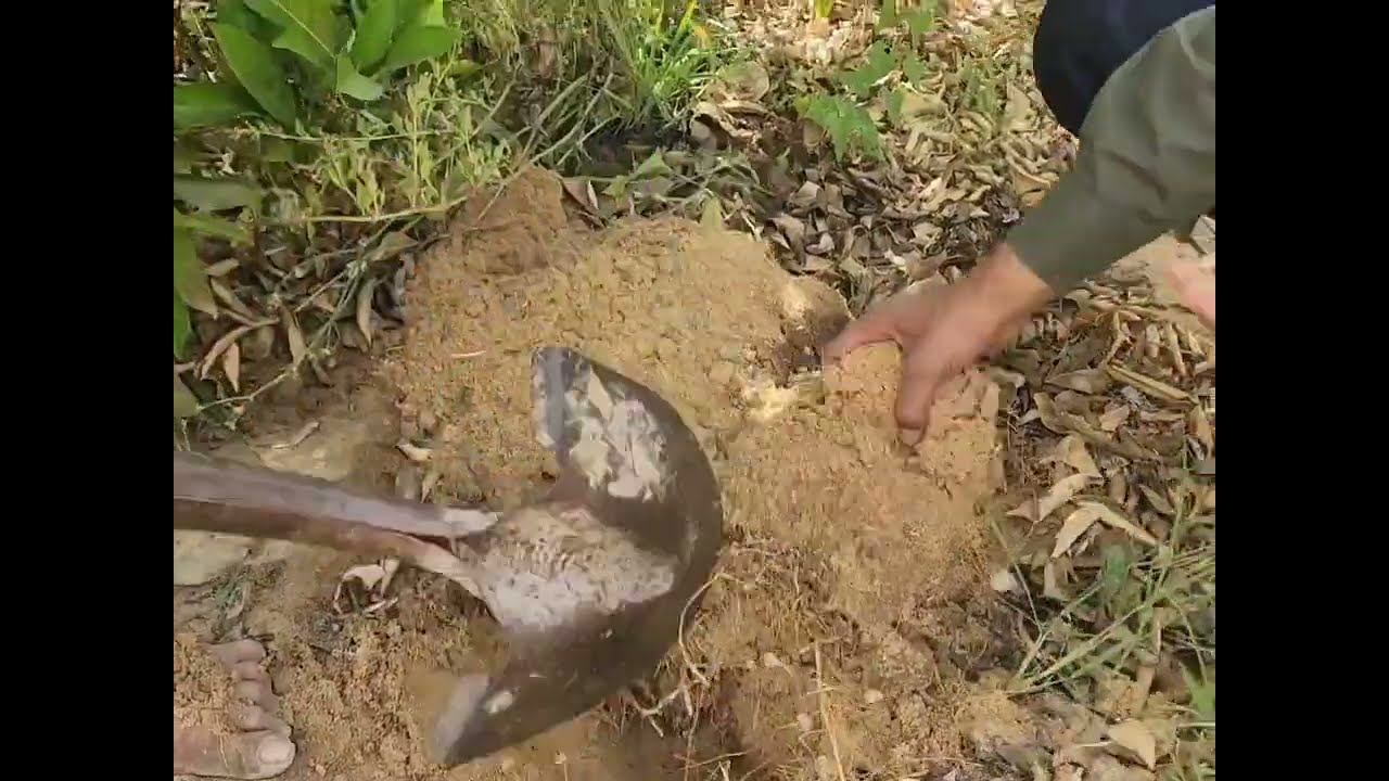 أسباب فشل زراعات الموالح | البرتقال الصيفي