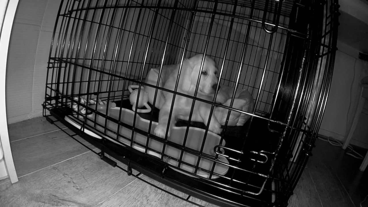Golden Retriever Puppy 🐶 Sleeping, Snoring and Nightmares - CUTE!!! 😍 😍 😍