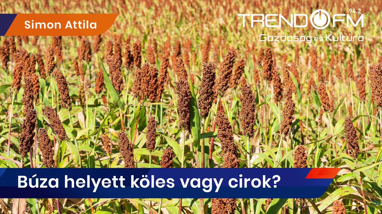 Veszélyes trendek: eltűnhetnek a kalászosok a klímaváltozás miatt? | Trend FM