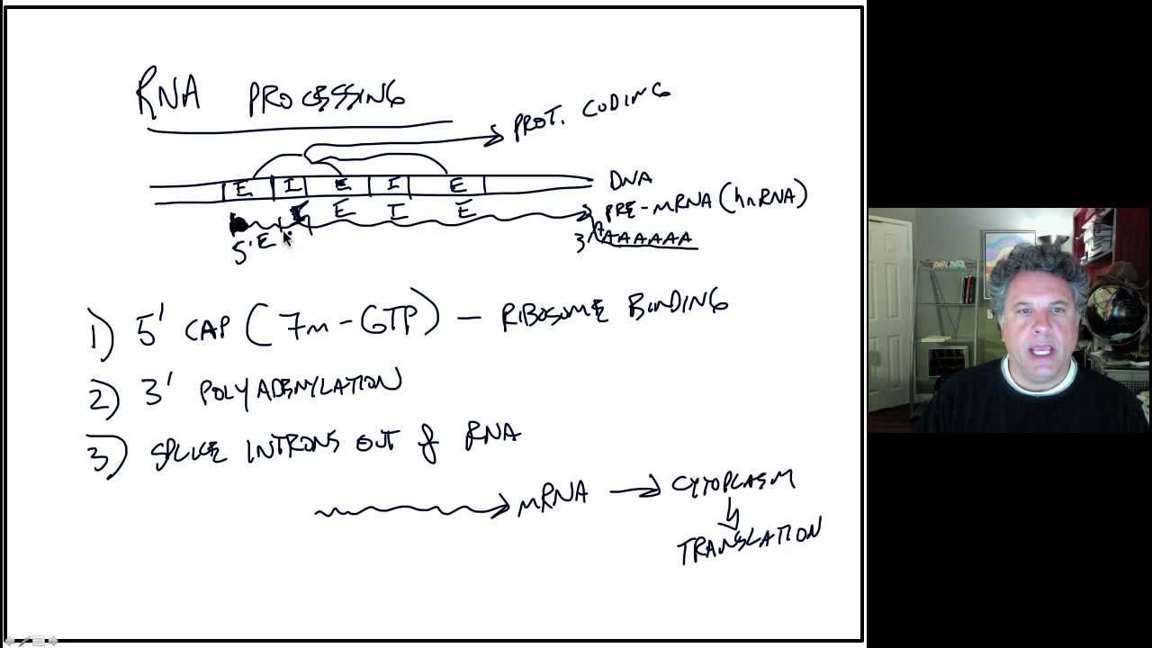 Cinelecture 86 - RNA Processing in Eukaryotes