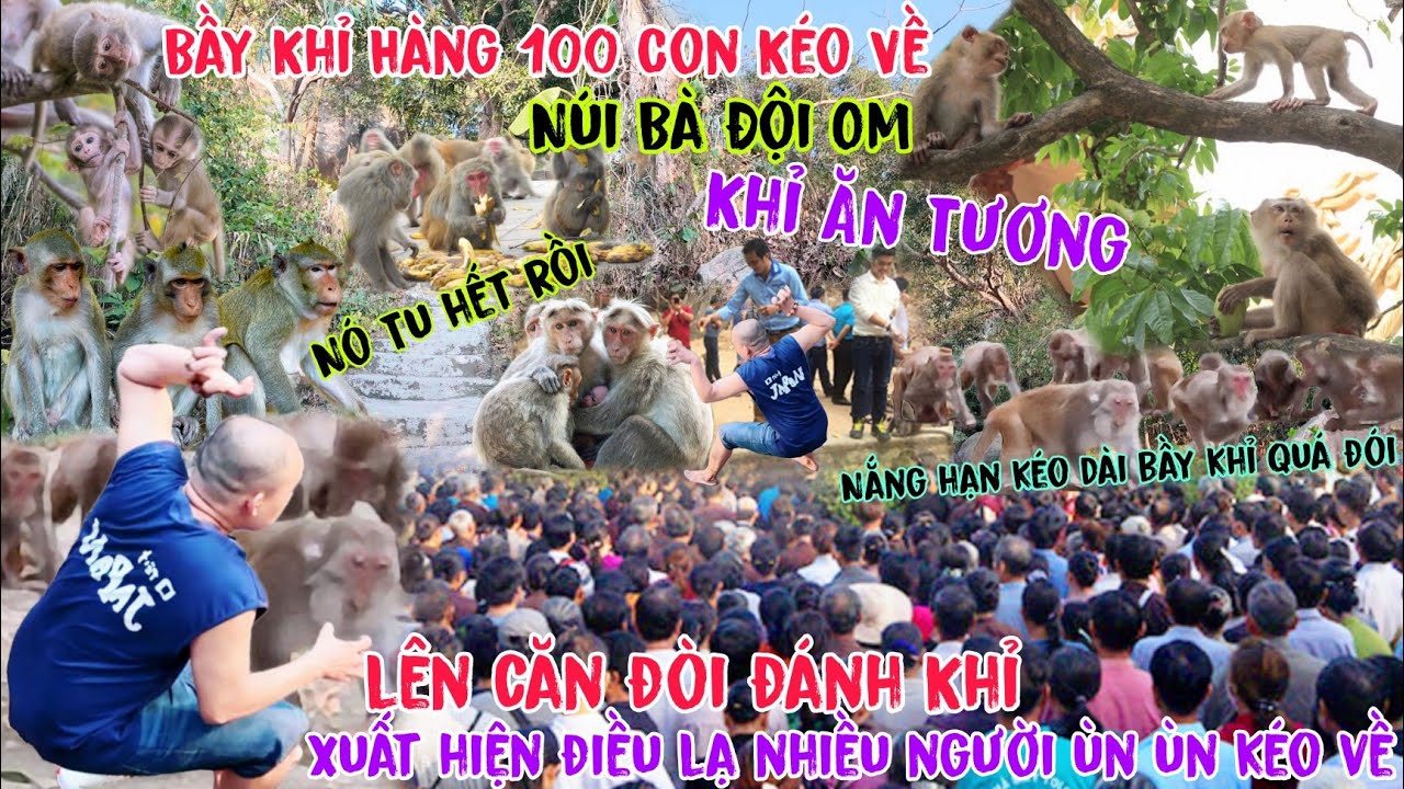Kỳ Lạ Núi Bà Đội Om Hàng 1000 người kéo về xem bầy khỉ cả 100 con về ở dù hạn đói nhưng vẫn ăn chay