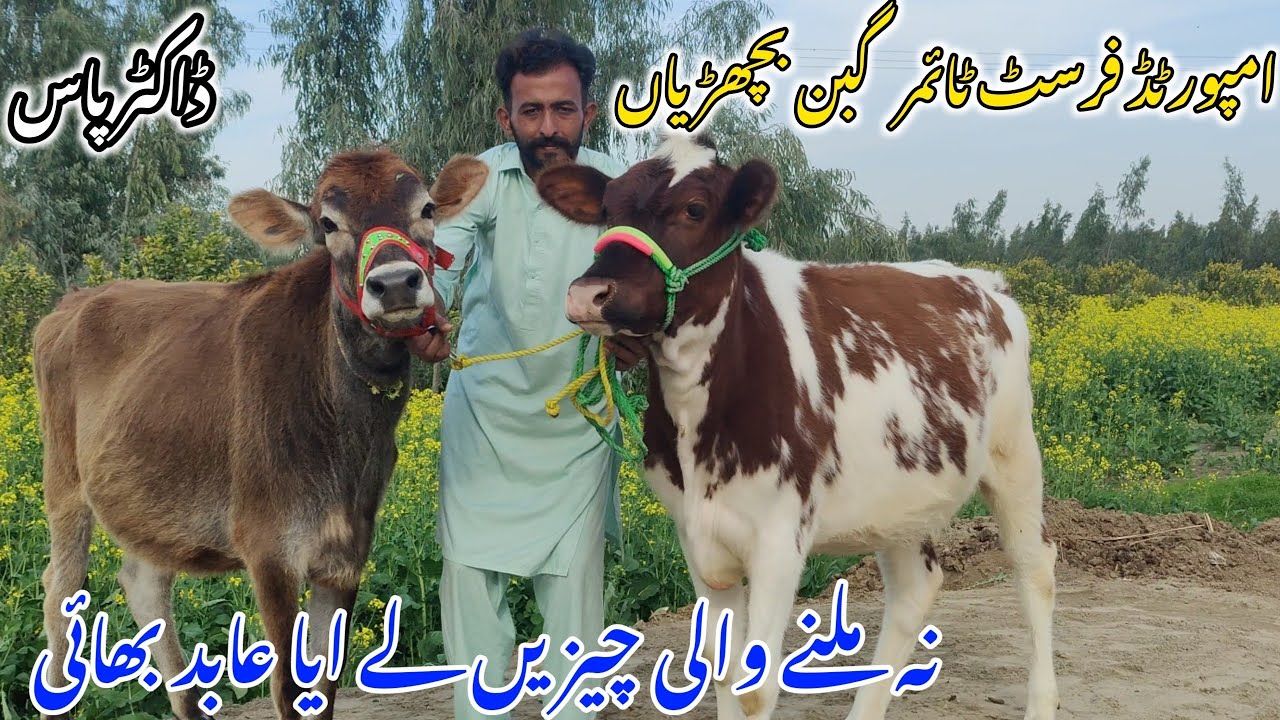 ✈️Mashaallah top class ki HF heifers red and white imported Jersey first time 03017225604🐄