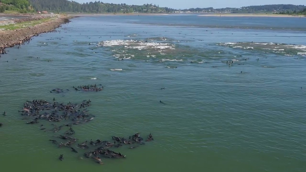 1,000 Sea Lions at the Mouth of the Columbia River