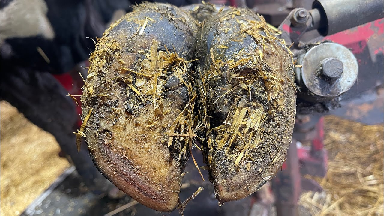 THIS COW’S HOOF ISSUE IS OBVIOUS …..RIGHT???