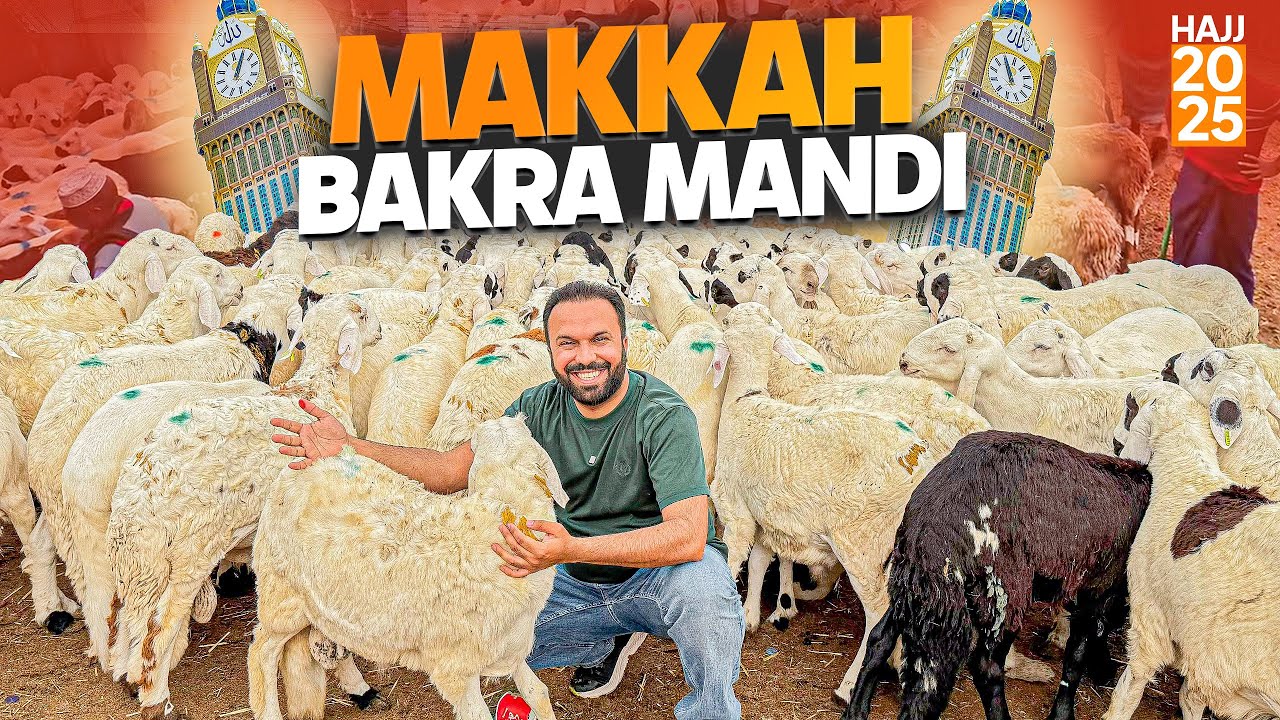 Makkah World's Biggest Bakra Mandi before Hajj 2025 | Goats🐐 Sheep 🐑 Camels🐪 Latest Rates