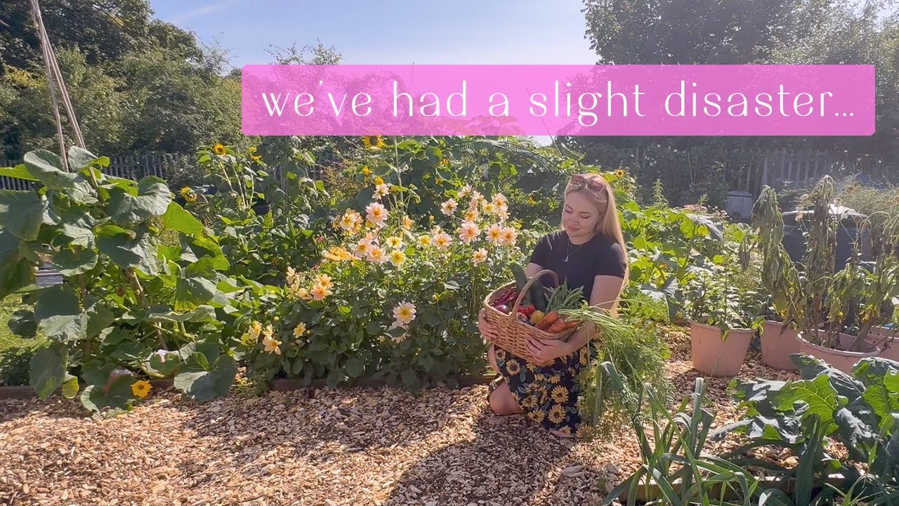 August Plot Tour & Harvest! | Allotment Vlog 🌻 Ep.33 🌻