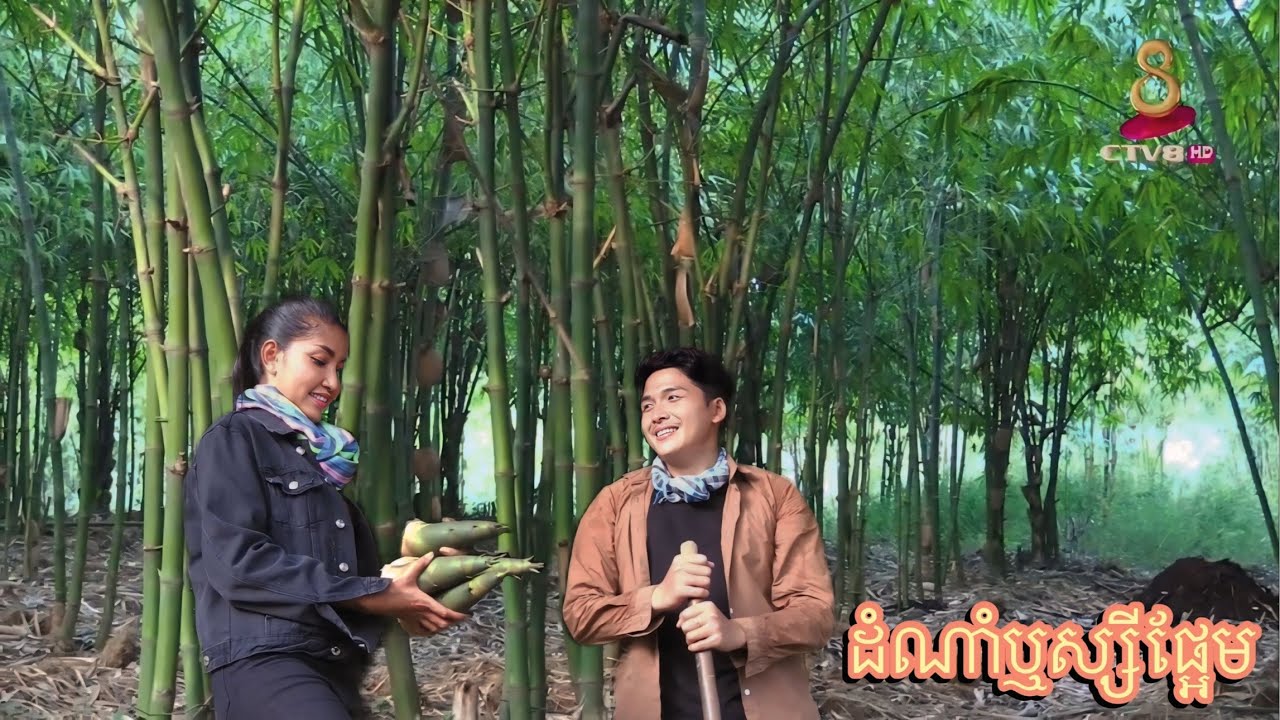 ឬស្សីផ្អែមជាដំណាំងាយស្រួលដាំ ស្រួលប្រមូលផល