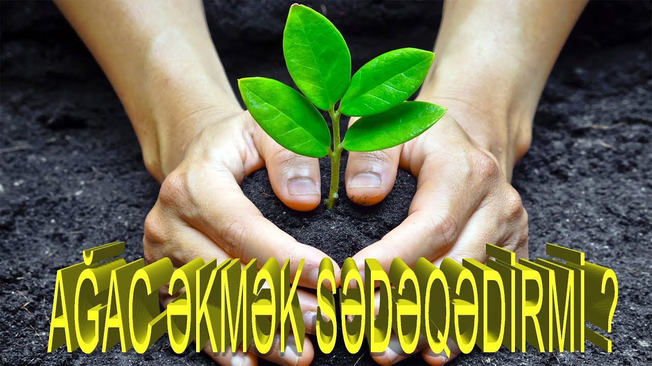 Ağac əkməkdə 1 sədəqədir (Yalvarıram ağac əkin)