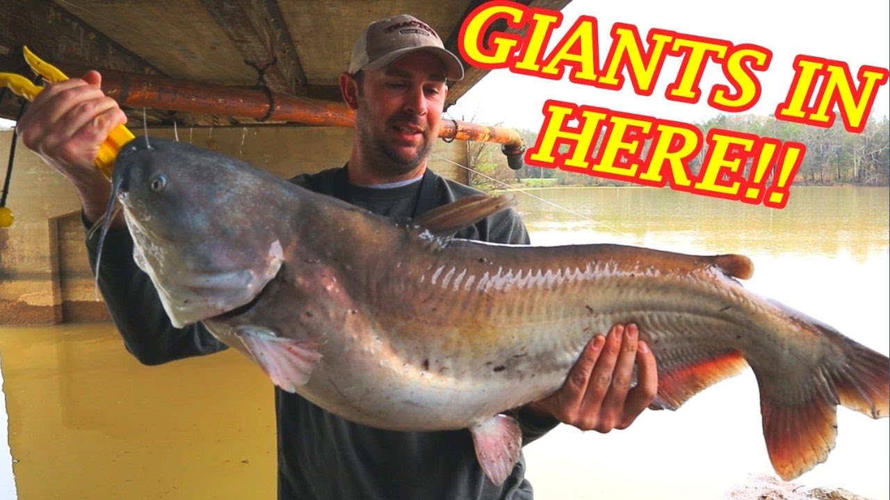Monsters in Flooded Creek  ( 100 LBS of Catfish!! )