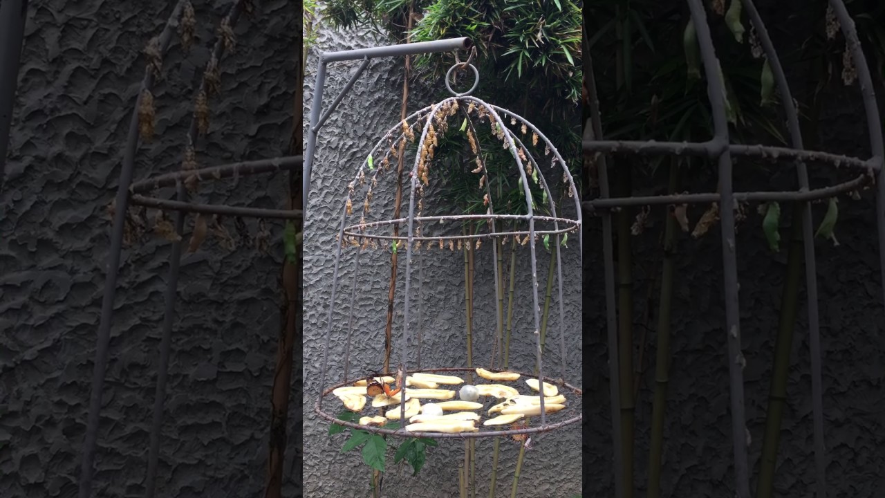 Butterfly eating banana and rambutan