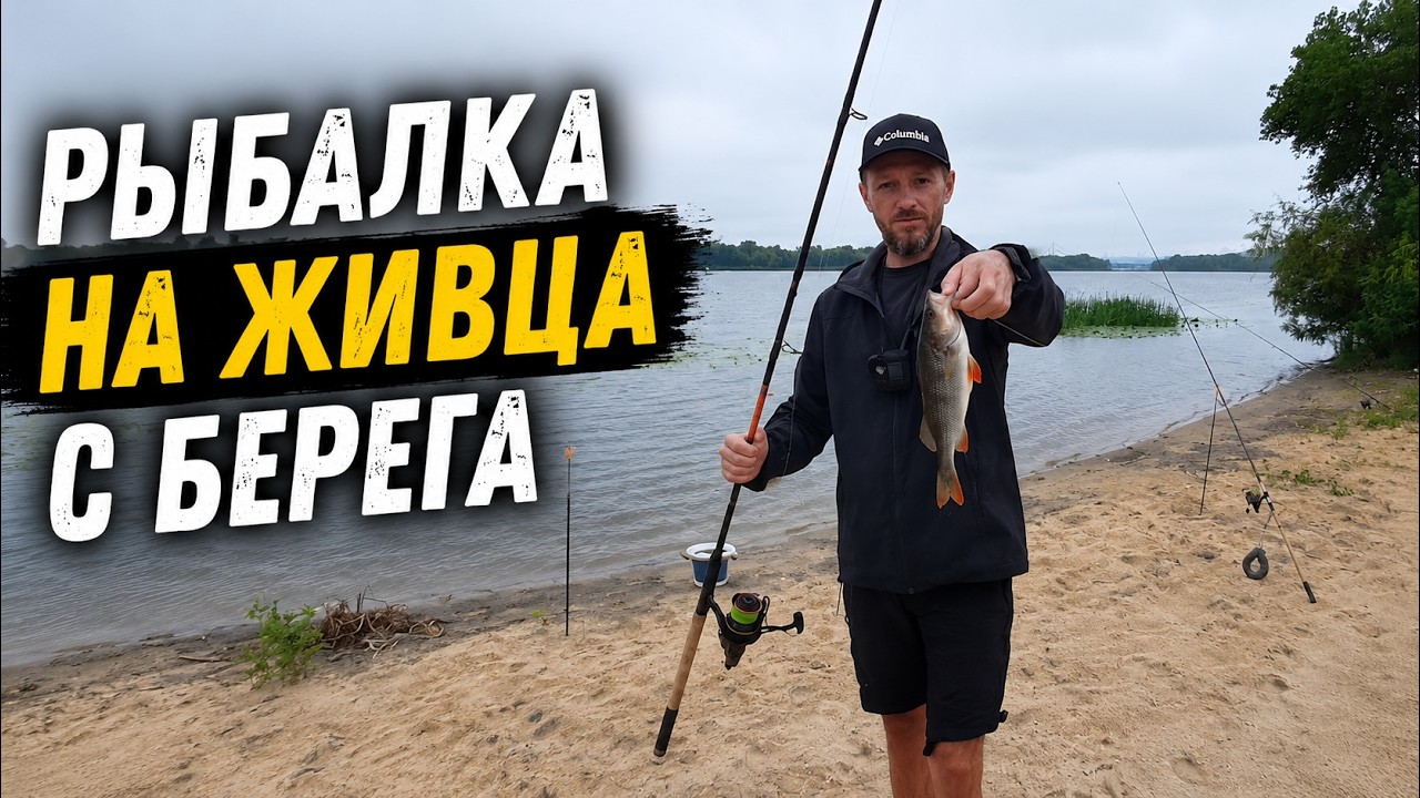 Как быстро поймать живца/Рыбалка на живца с берега/Судак Окунь/Видеоотчет Август 2022