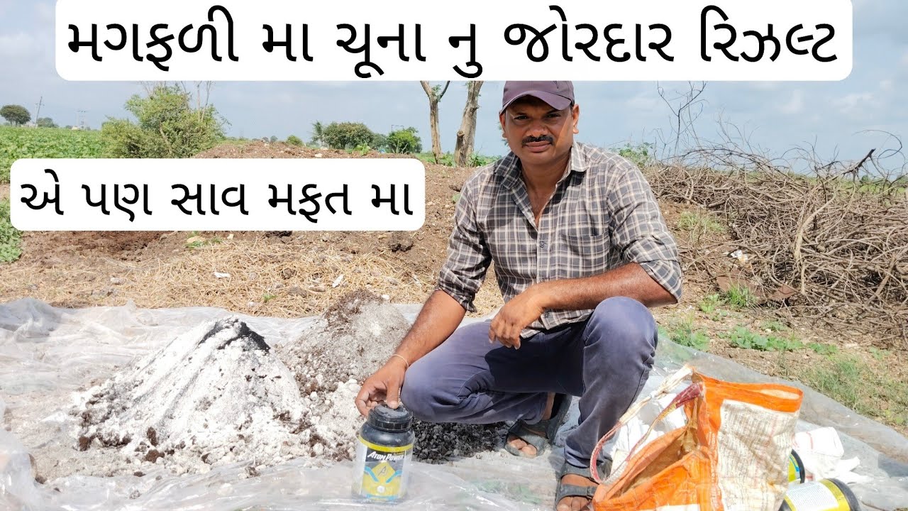મગફળી મા ચૂના નો ઉપયોગ કરવાથી જોરદાર રિઝલ્ટ અને એ પણ માફ્તમા