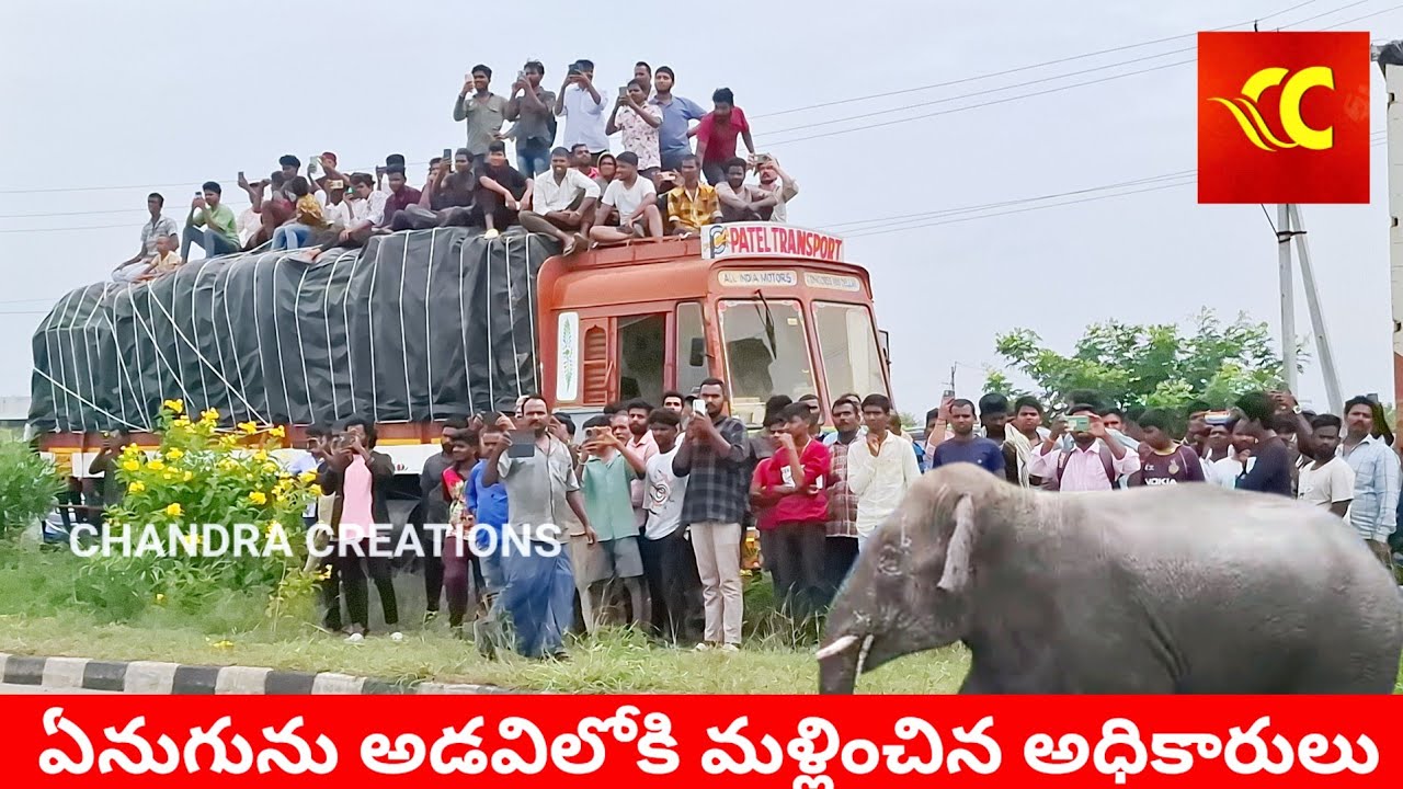 ఊర్లోకి వచ్చిన ఏనుగును అడవిలోకి పంపేందుకు అధికారుల తంటాలు Elephant Hulchal in Palamaner