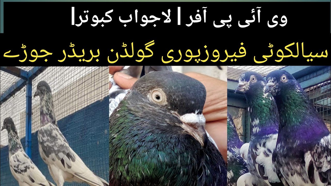 وی آئی پی آفر | سیاکوٹی، فیروزپوری، گولڈن، چپڑے کبوتر فار سیل