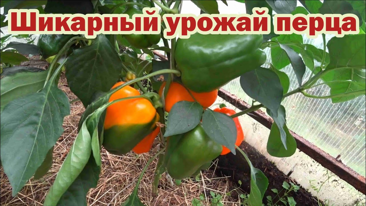Обзор сортов сладкого перца - 2023